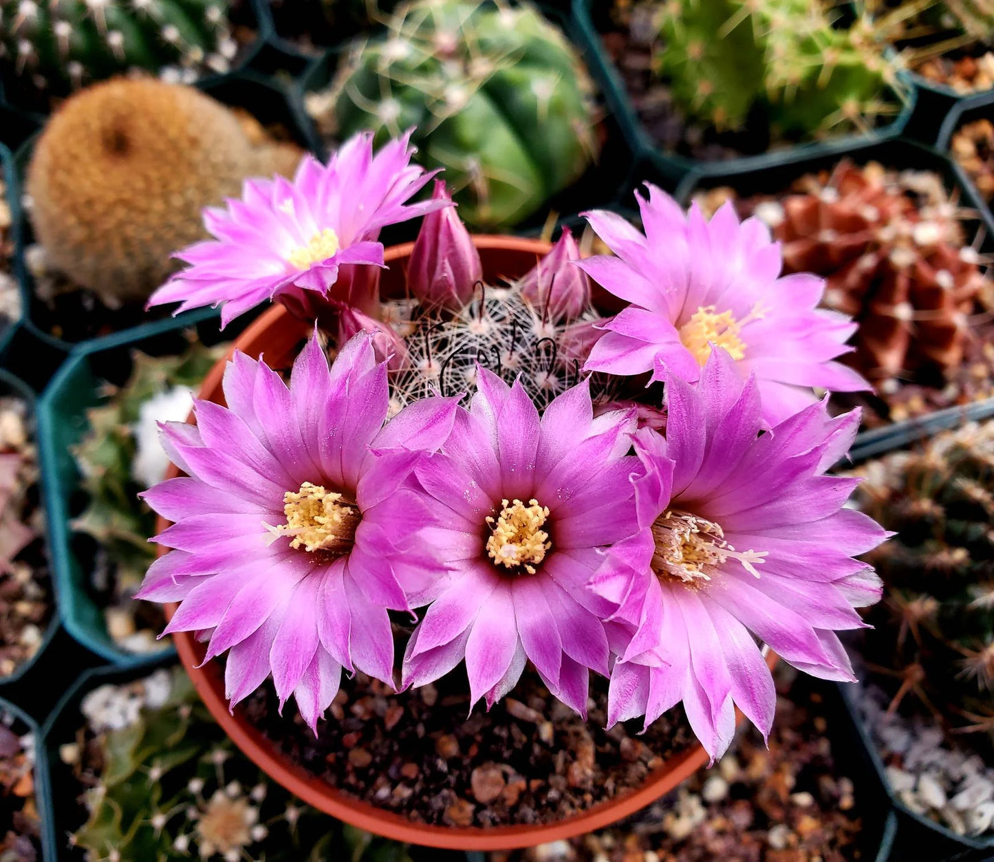 Mammillaria longiflora subsp. stampferi (10 seeds)