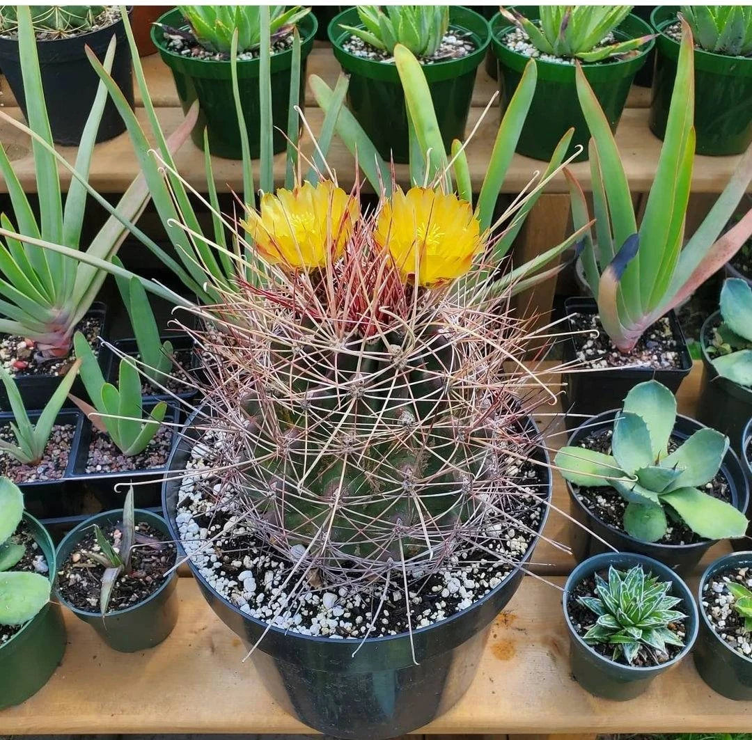 Ferocactus hamatacanthus (15 seeds)