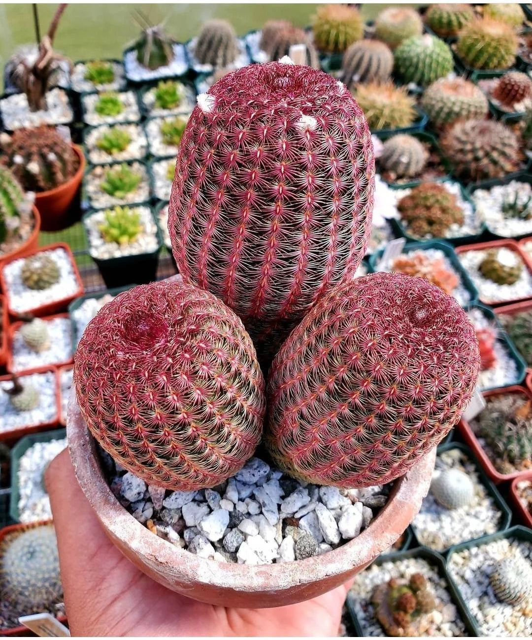 echinocereus rigidissimus ssp. rubispinus Echinocereus rigidissimus var.rubispinus