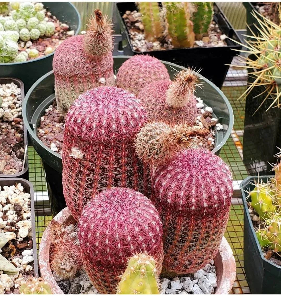 Echinocereus rigidissimus var.rubispinus