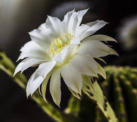 Echinopsis offshoots