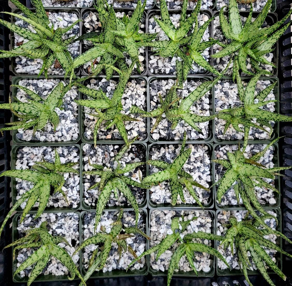 white fox aloe vera plant Aloe white fox – Planetcactus