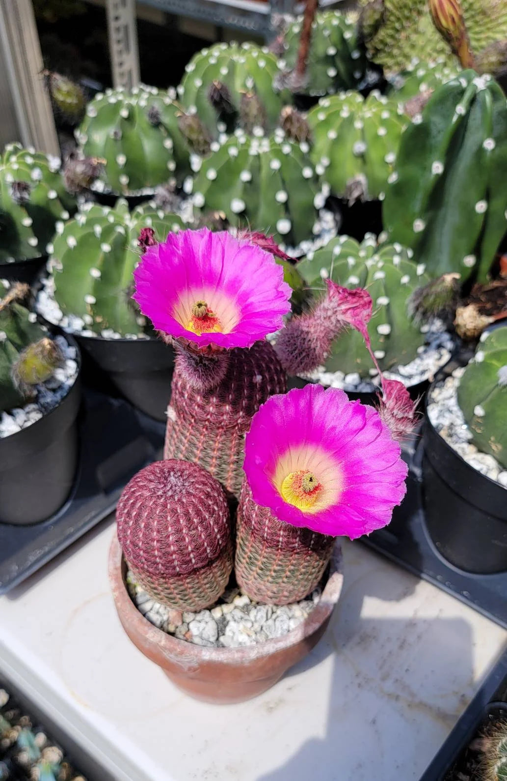 Echinocereus rigidissimus var.rubispinus