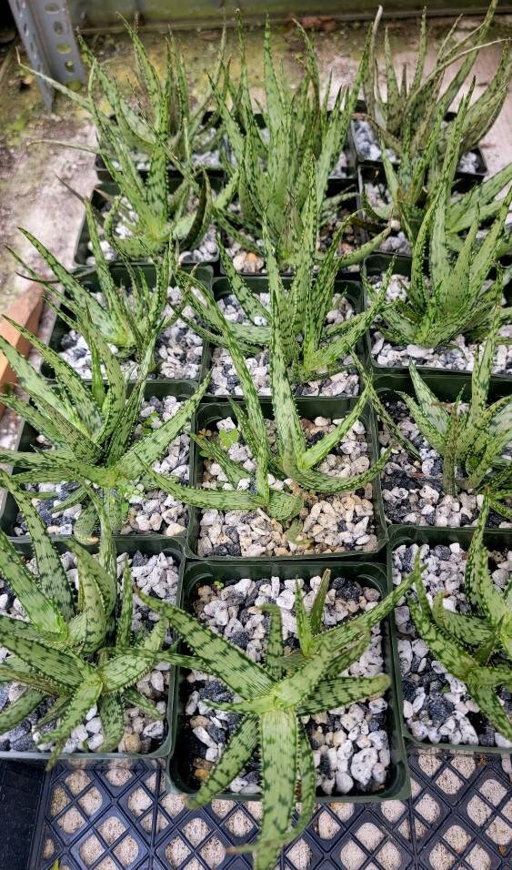 Aloe white fox – Planetcactus