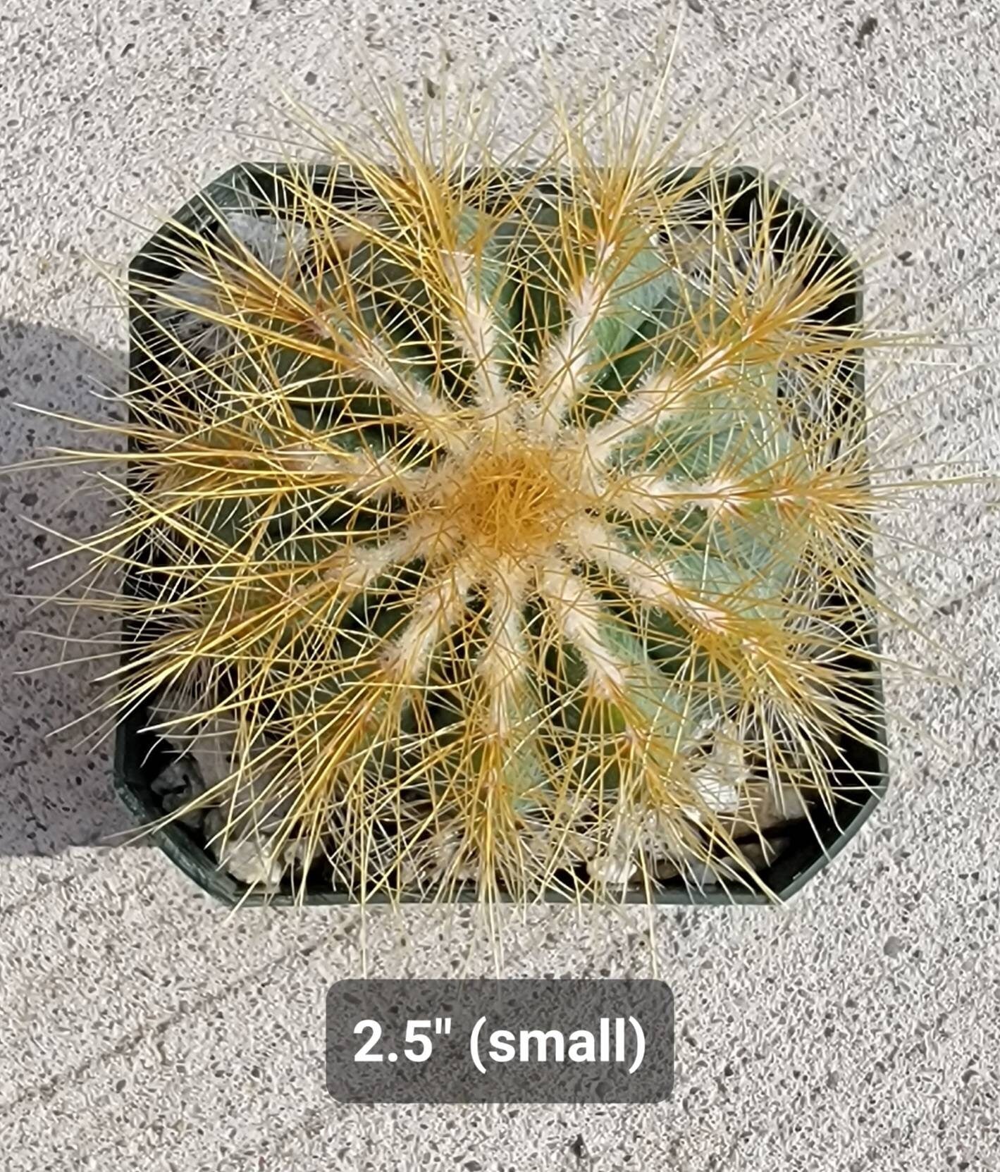 Notocactus magnifica | Parodia magnifica