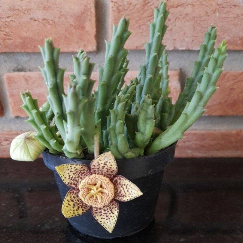 Orbea variegata