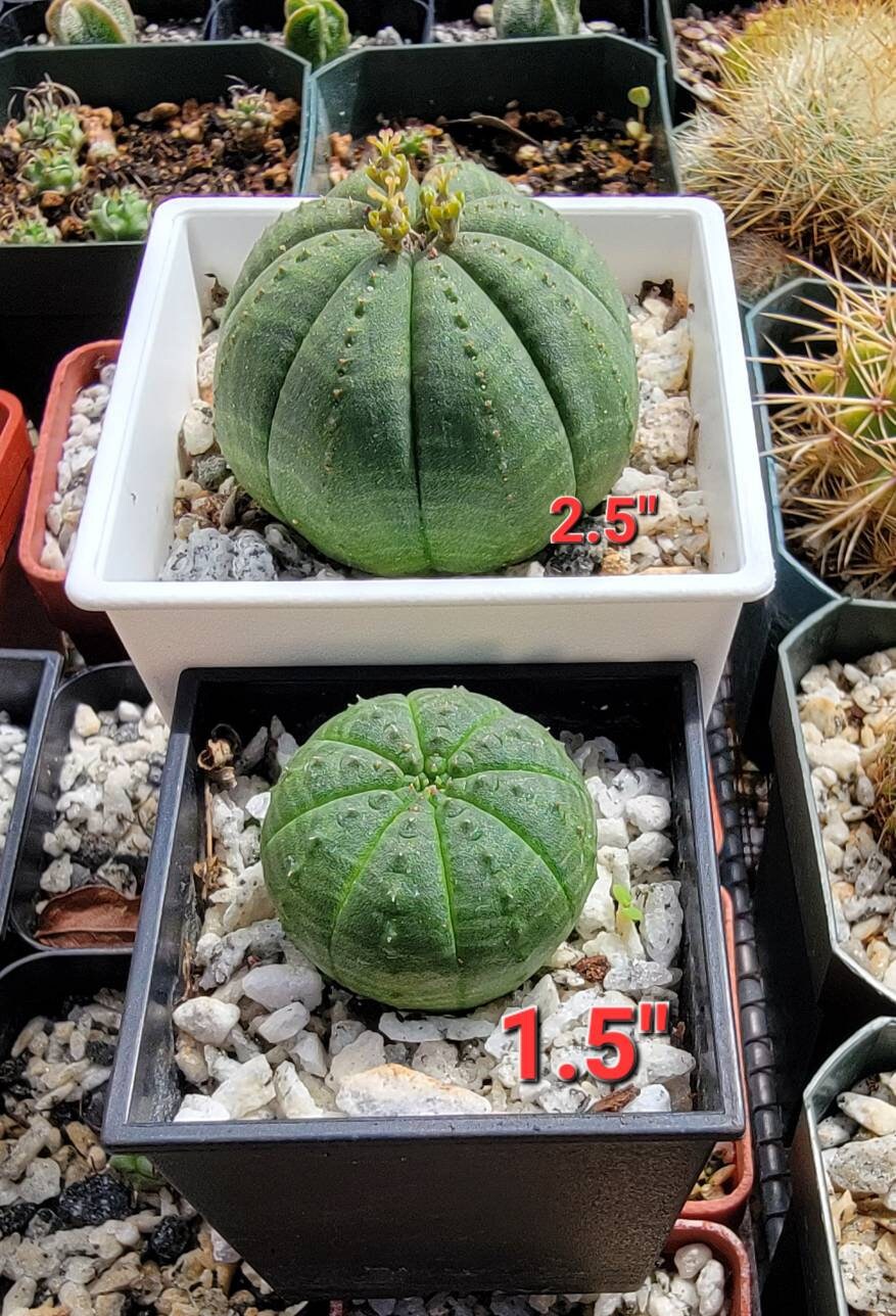 Euphorbia Obesa – Planetcactus