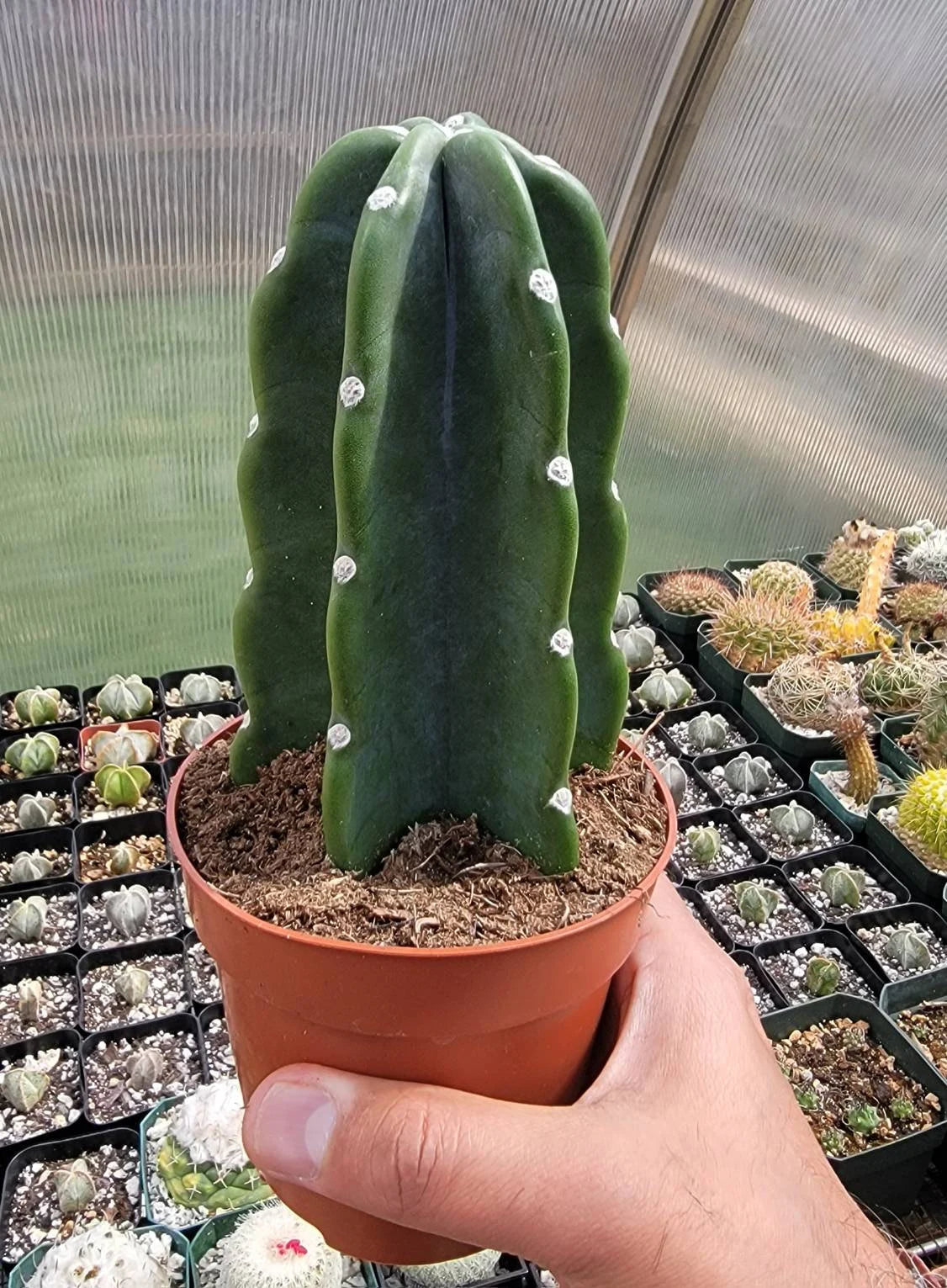 Cereus Jamacaru | Live plant