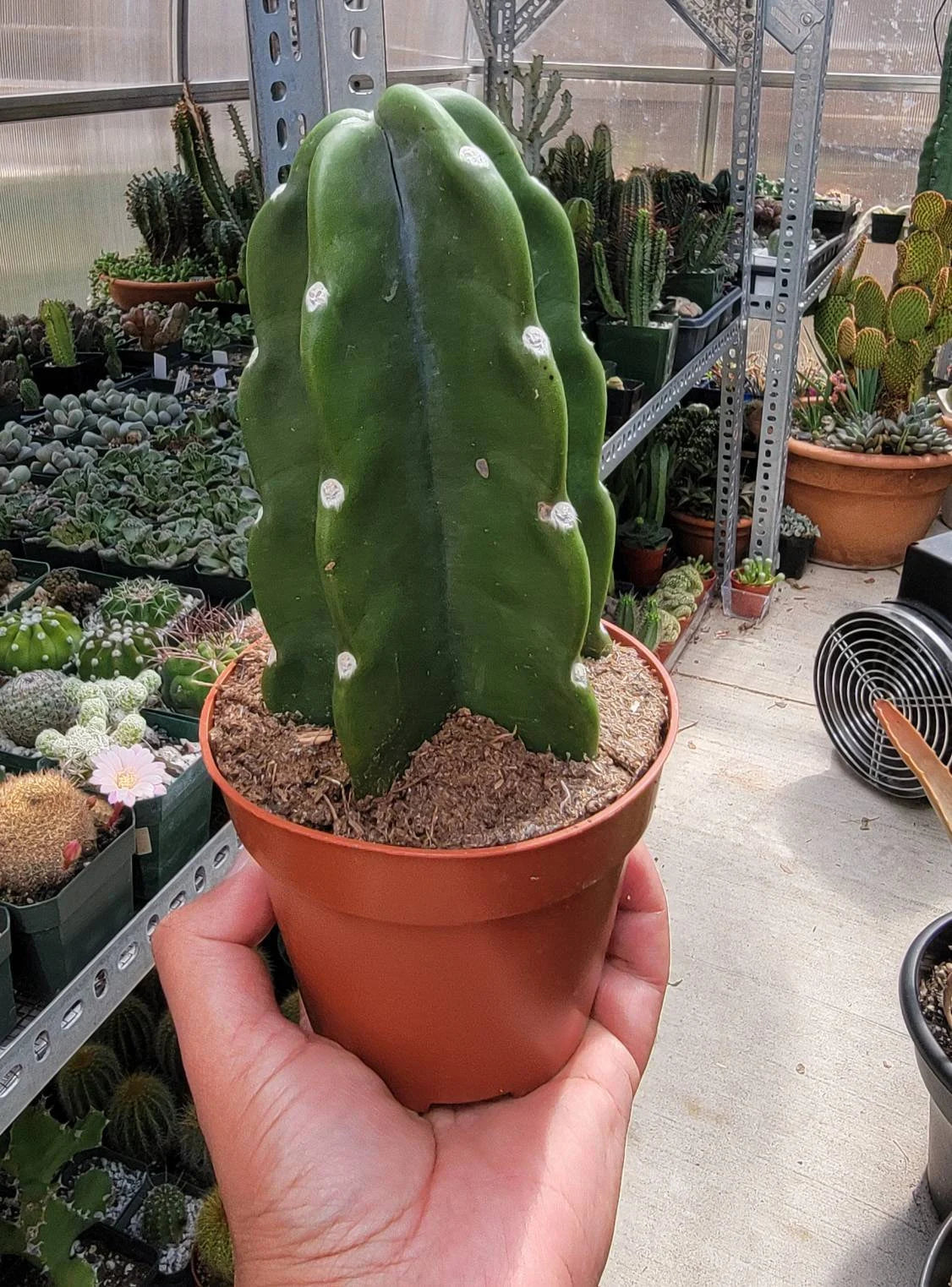 Cereus Jamacaru | Live plant