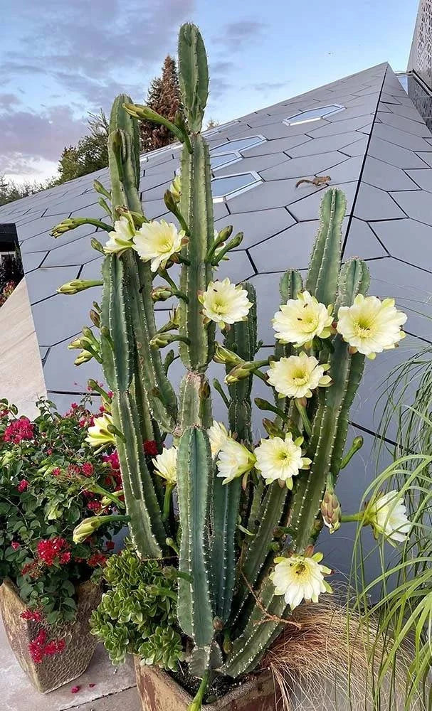 Cereus Jamacaru | Live plant