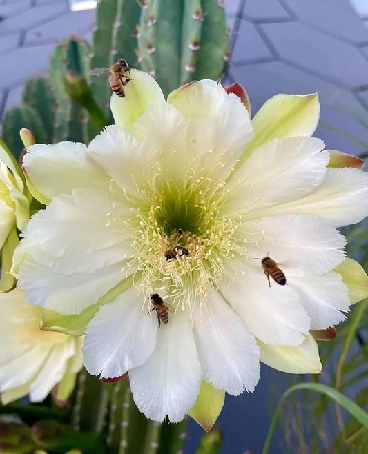 Cereus Jamacaru | Live plant