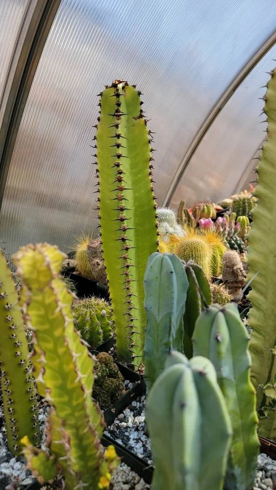 Euphorbia ingens
