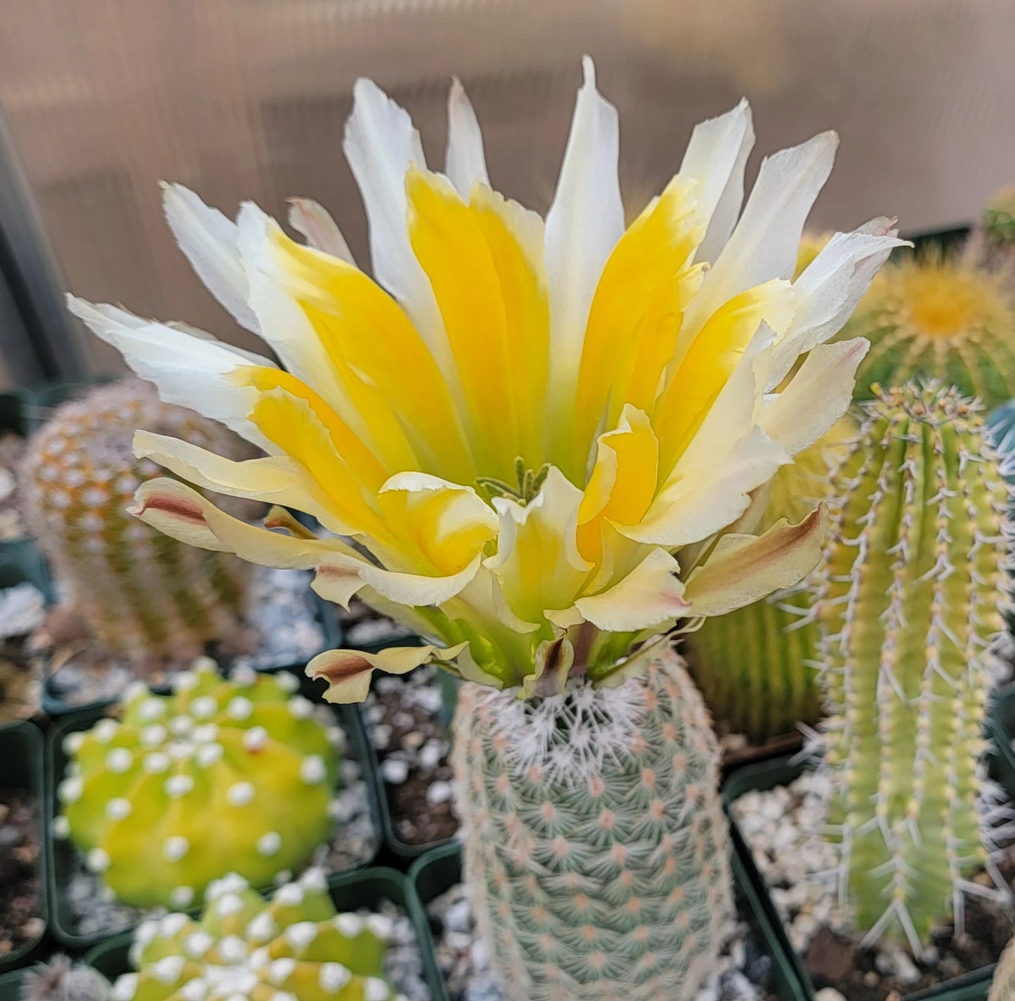Echinocereus pectinatus| dasyacanthus – Planetcactus