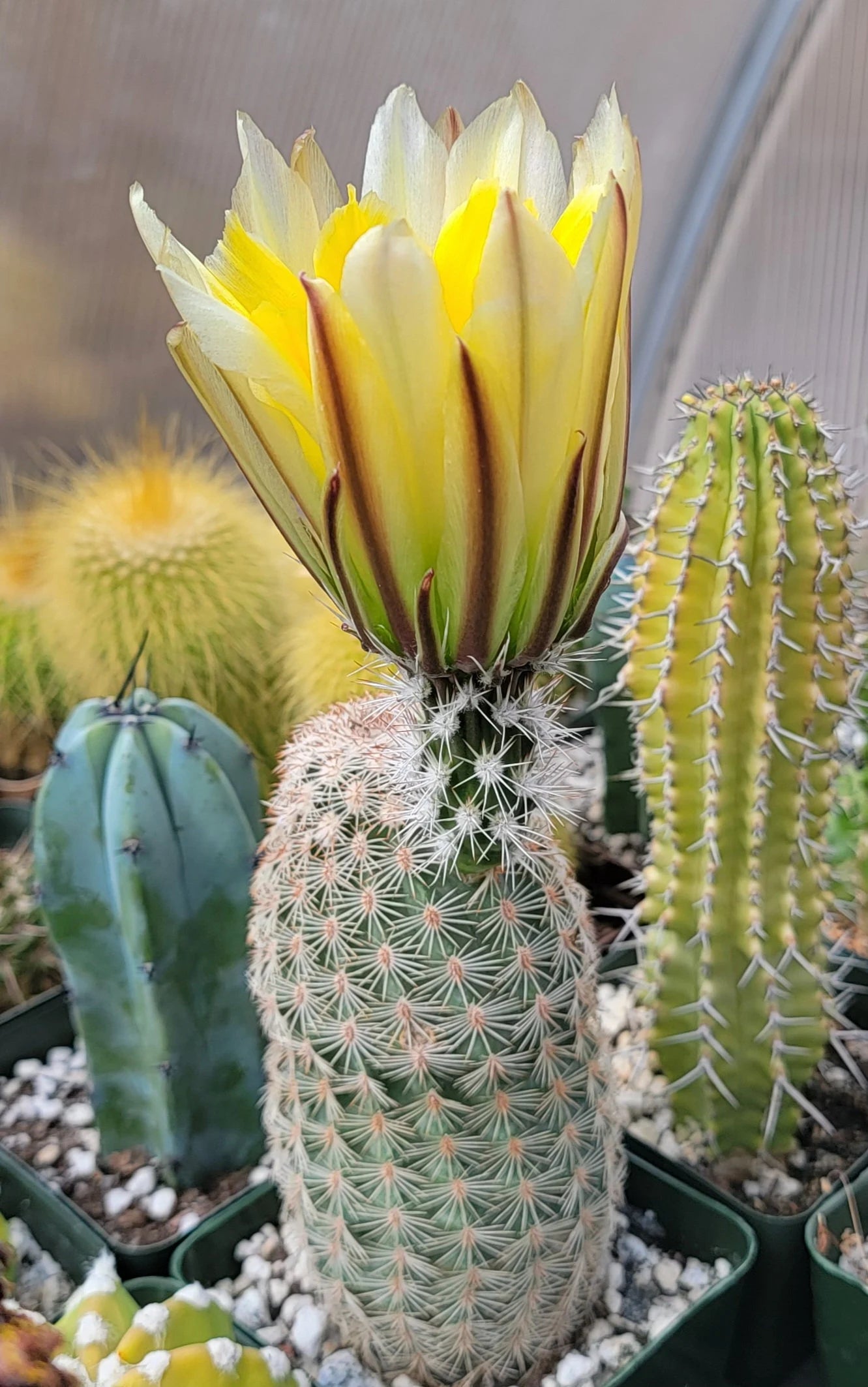 Echinocereus pectinatus| dasyacanthus – Planetcactus