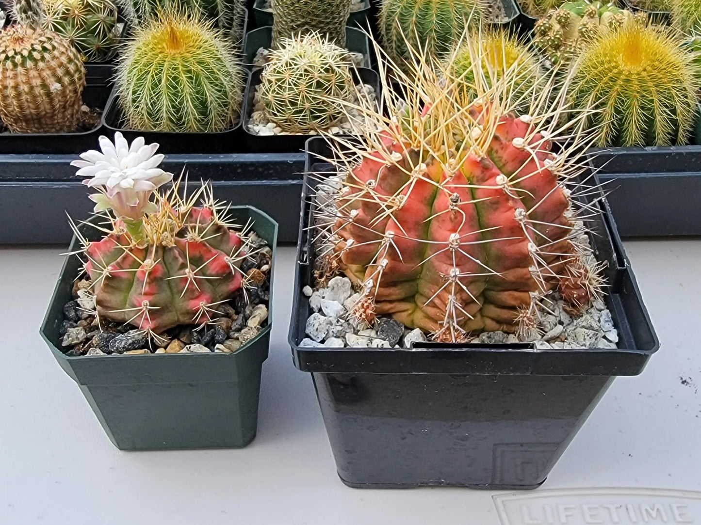 Gymnocalycium Mihanovichii variegata