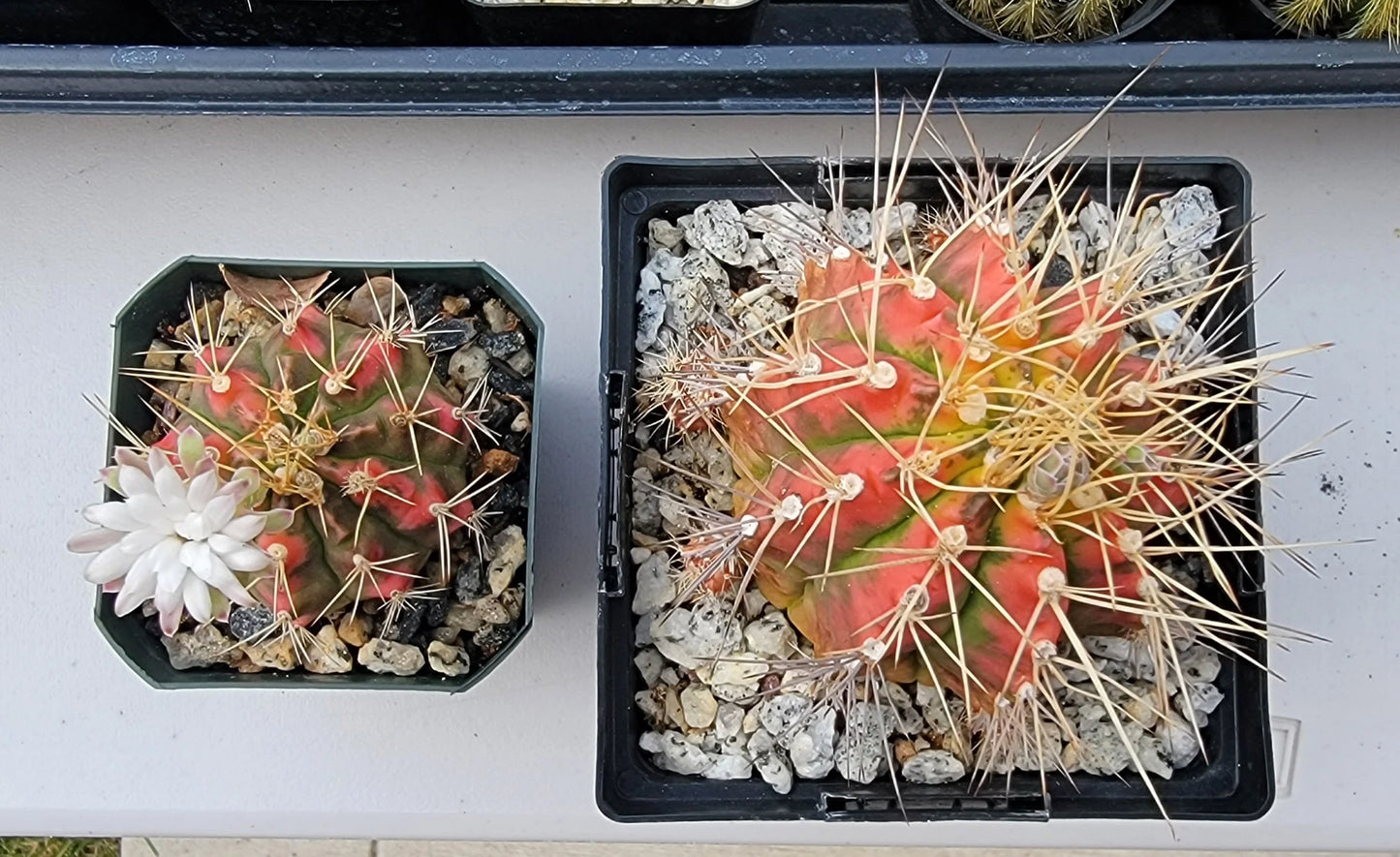 Gymnocalycium Mihanovichii variegata
