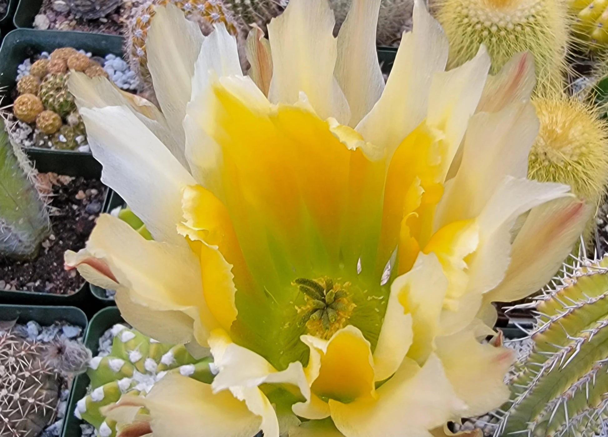 Echinocereus pectinatus| dasyacanthus – Planetcactus