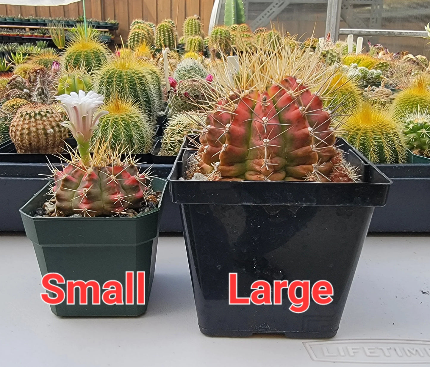 Gymnocalycium Mihanovichii variegata