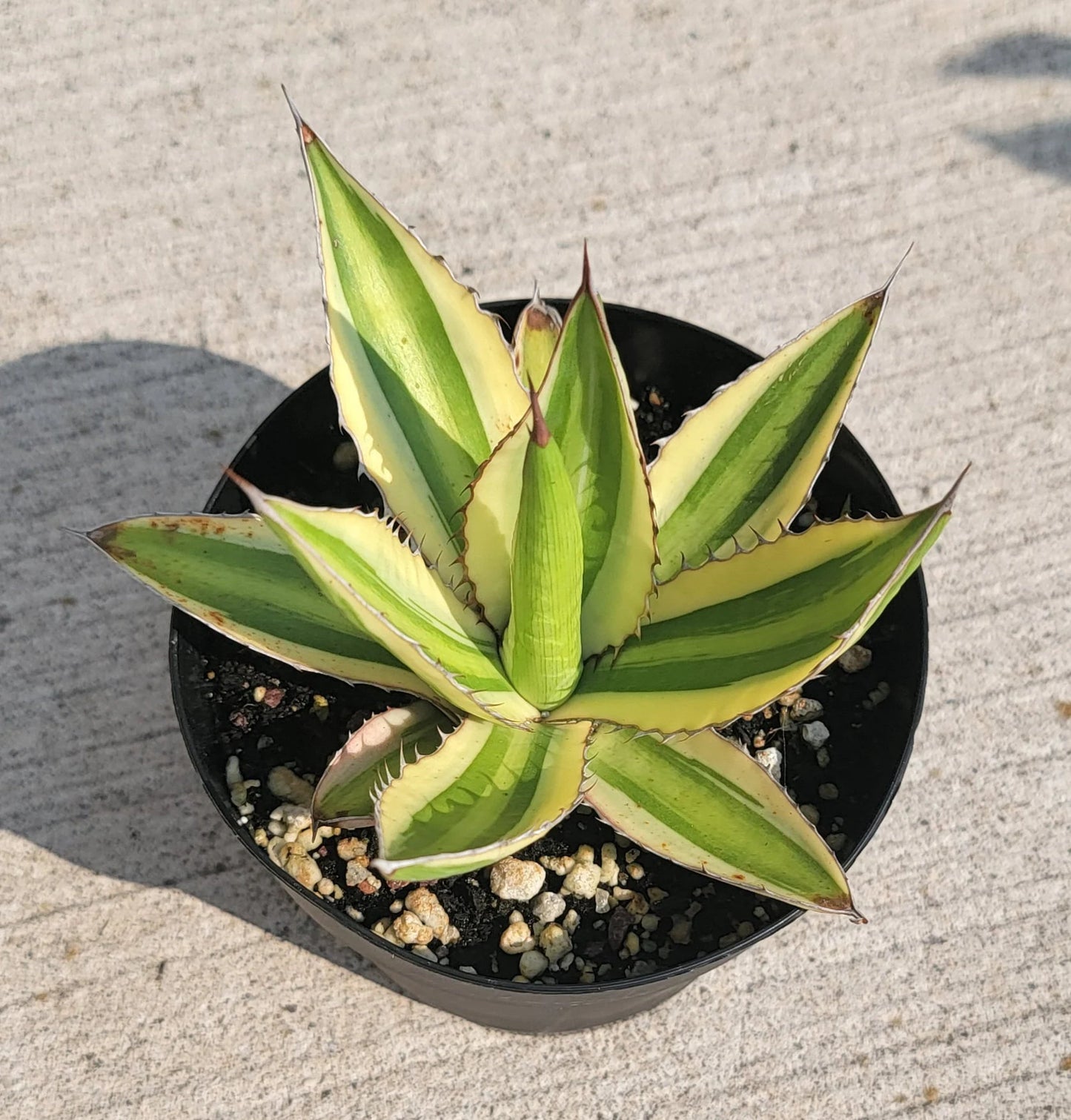 Agave lophantha quadricolor | Large