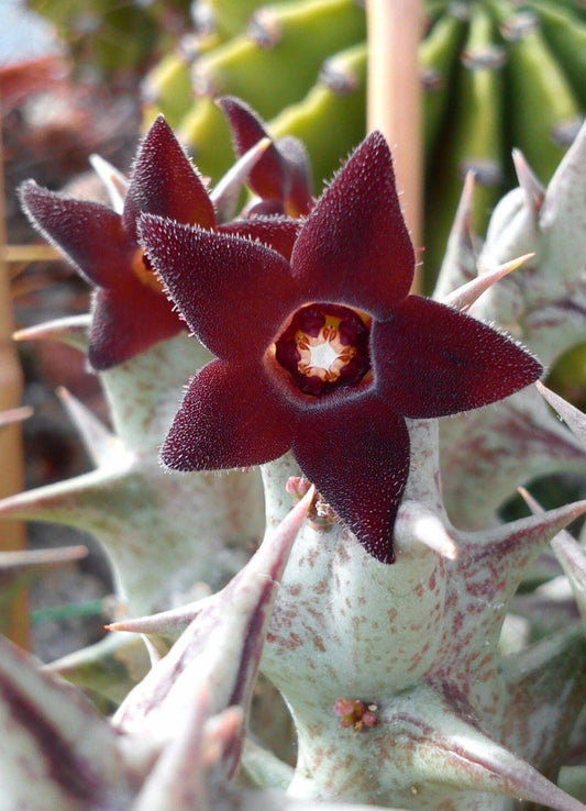 Caralluma hesperidum
