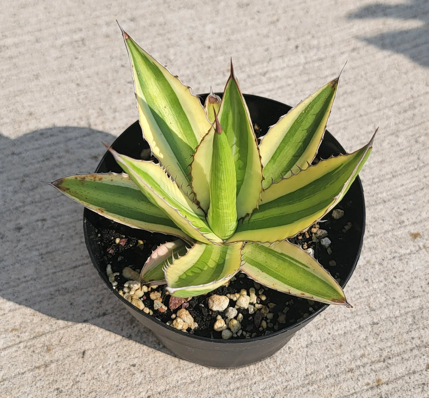 Agave lophantha quadricolor | Large