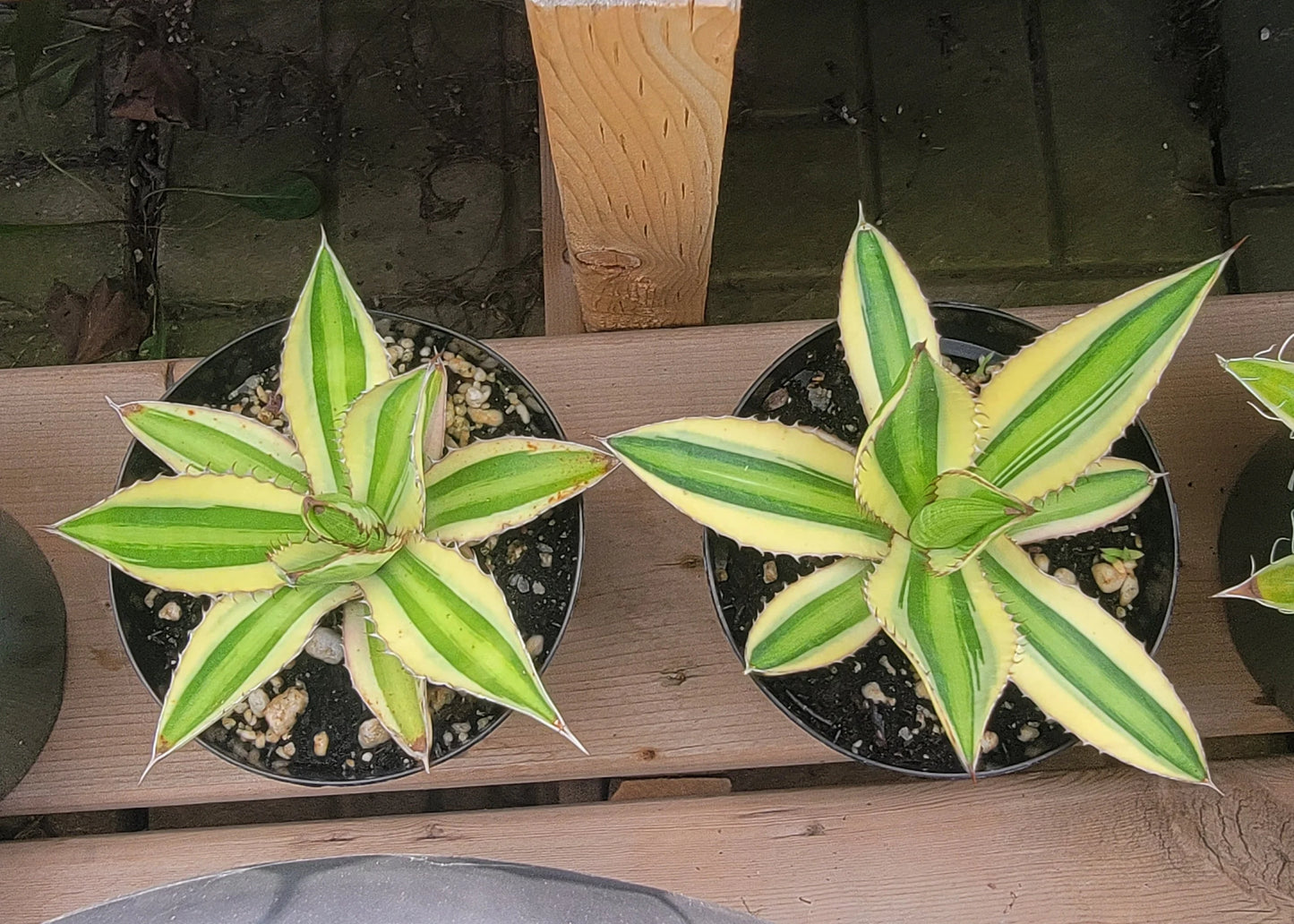 Agave lophantha quadricolor | Large