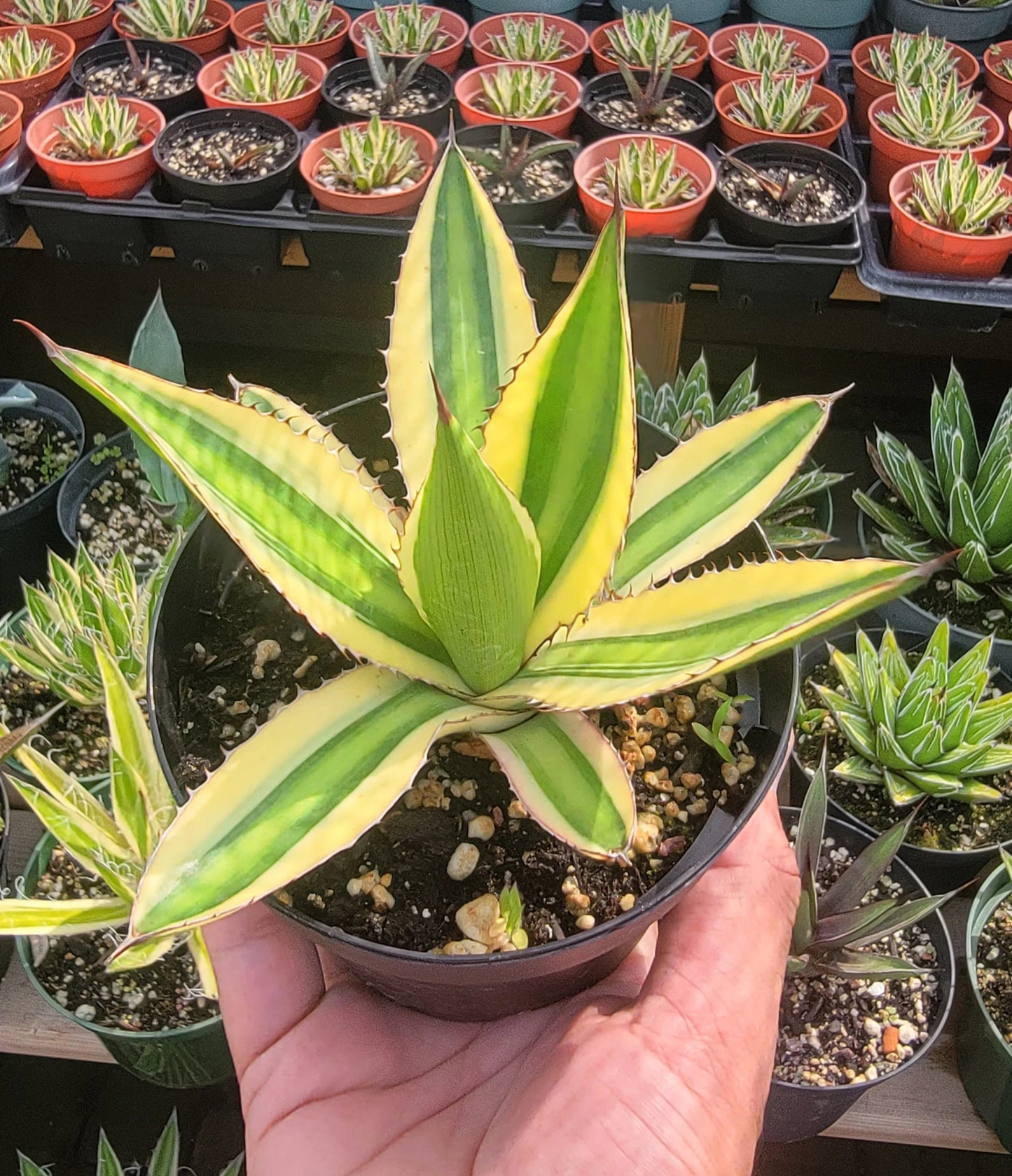 Agave lophantha quadricolor | Large