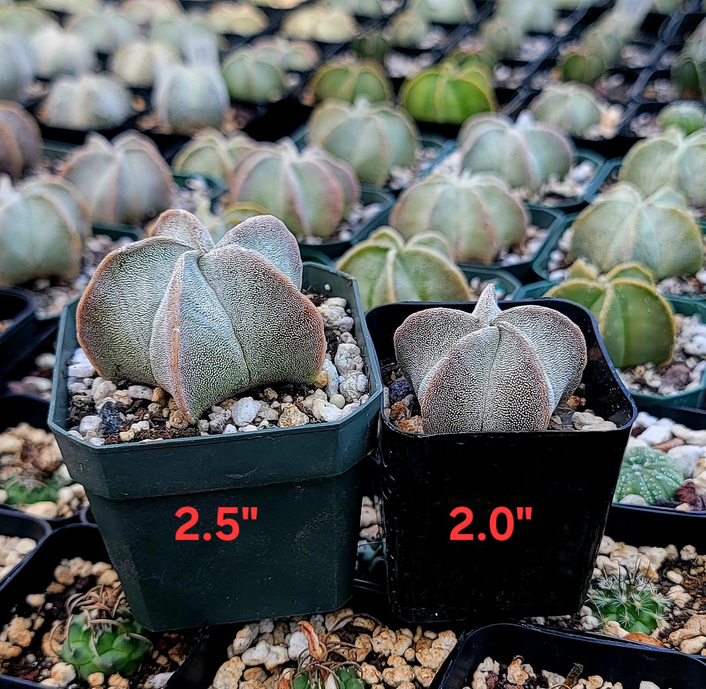 Astrophytum myriostigma