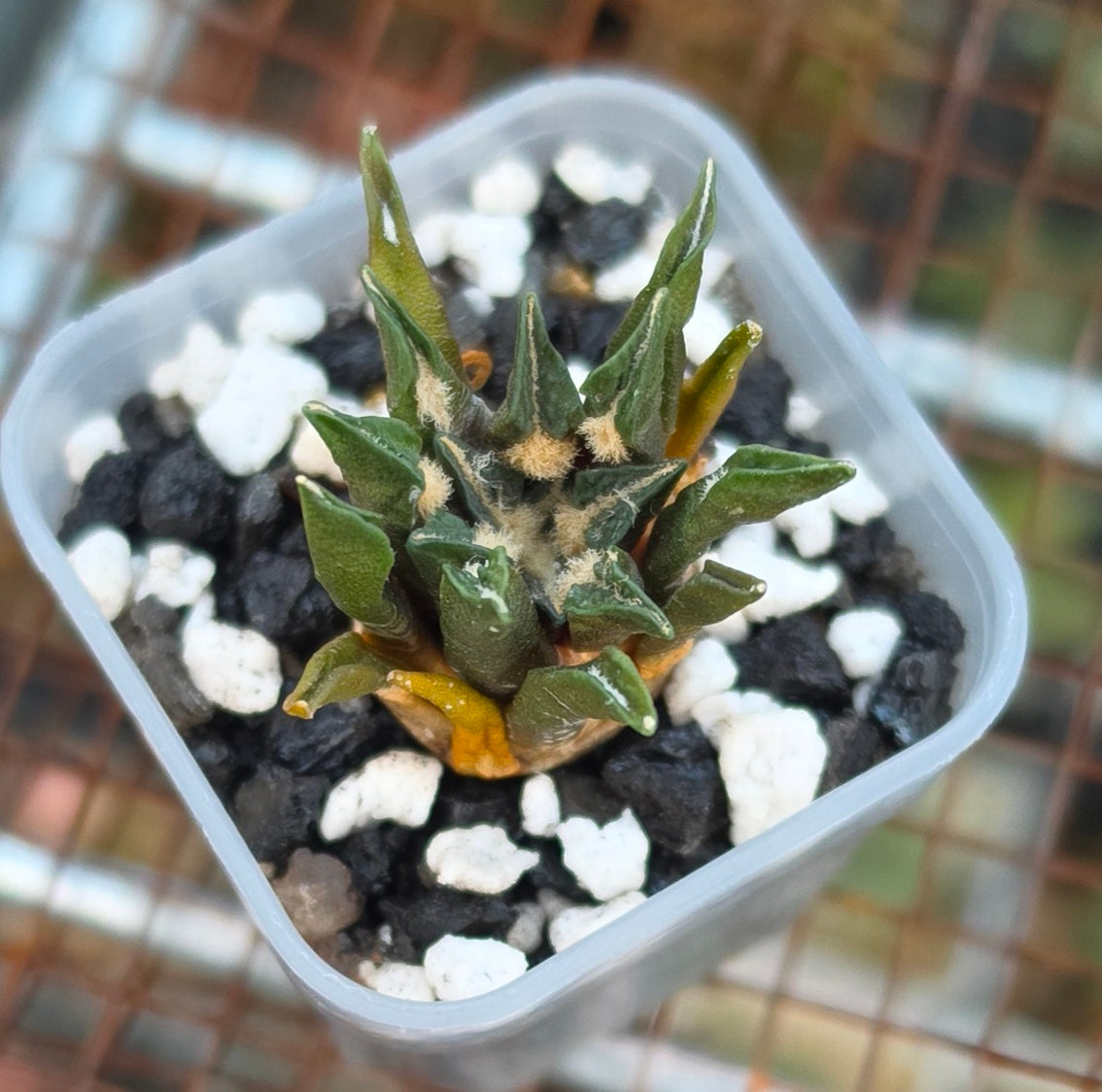 Ariocarpus agavoides |Live Plant