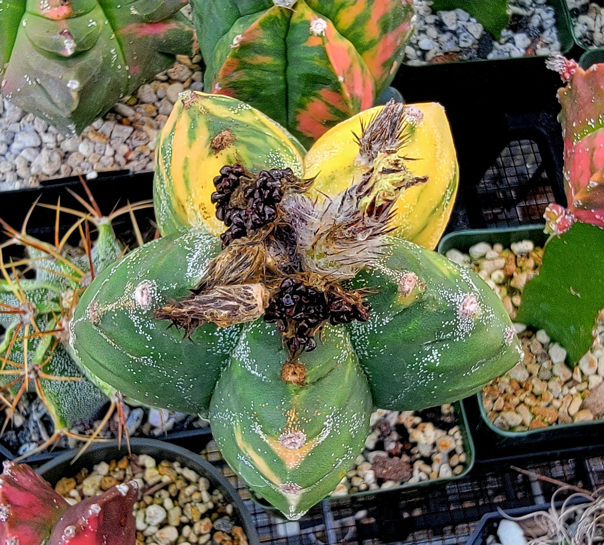 Astrophytum myriostigma cv.kikko nudum Variegata (15 seeds
