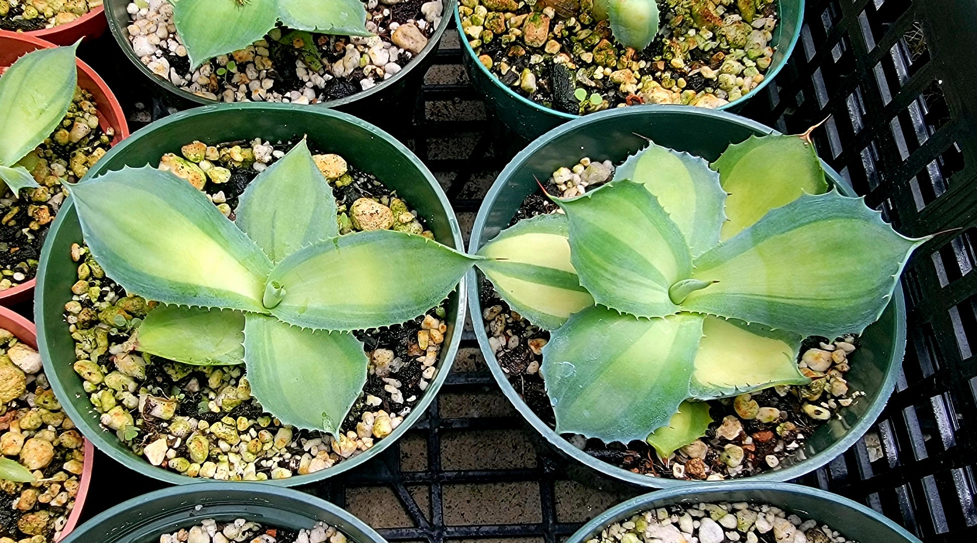 Agave isthmensis Rum runner – Planetcactus
