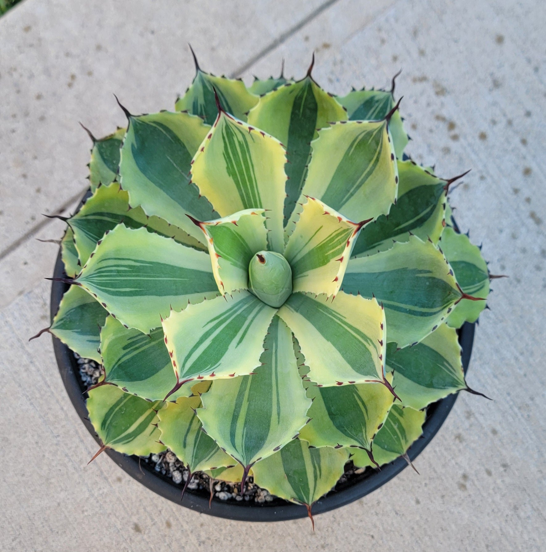 Agave Desert Diamond – Planetcactus