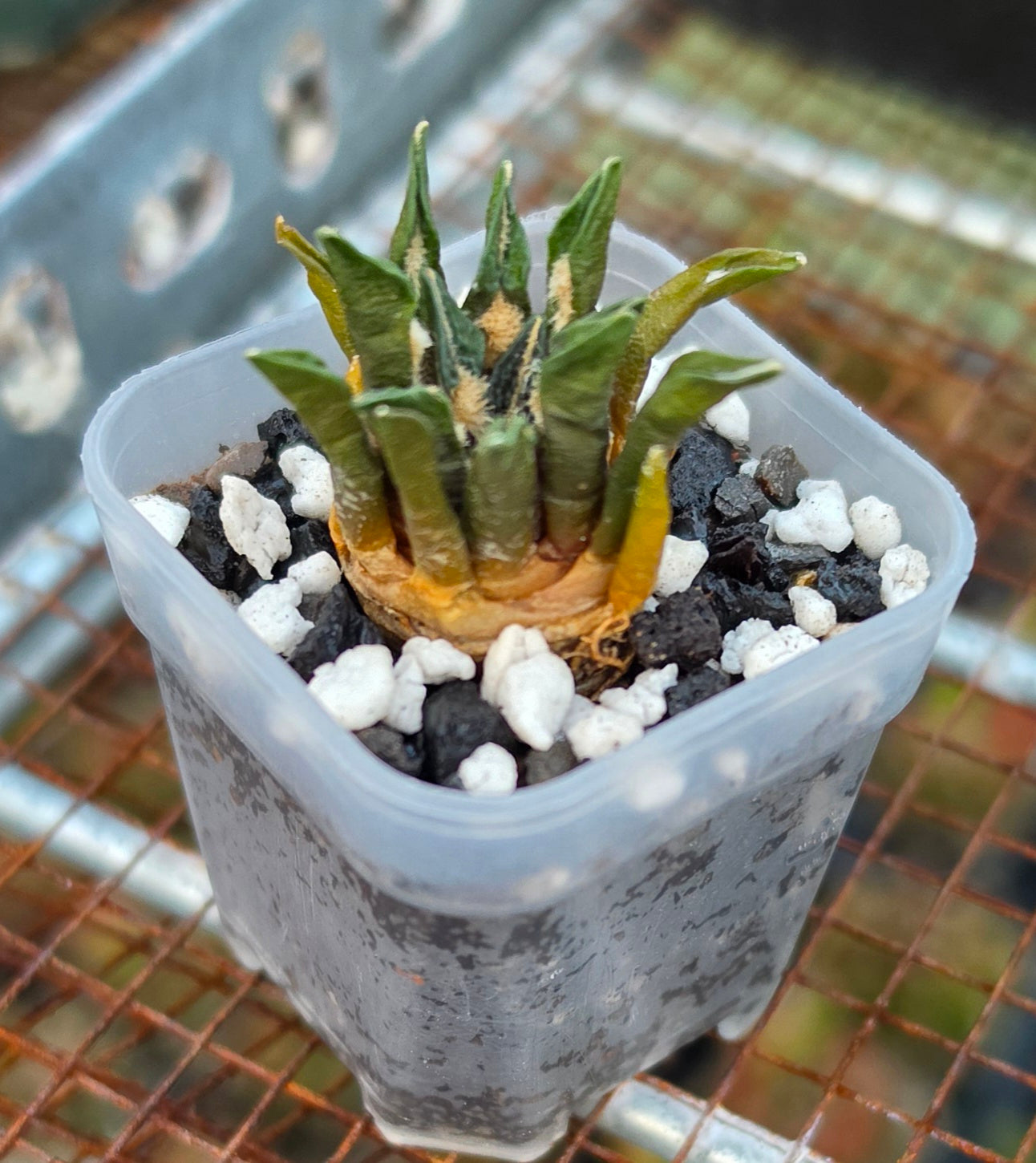 Ariocarpus agavoides |Live Plant