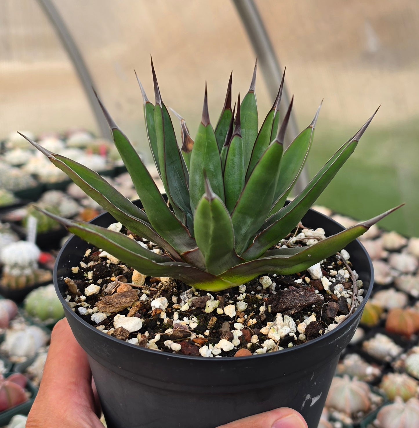Agave Royal Spine
