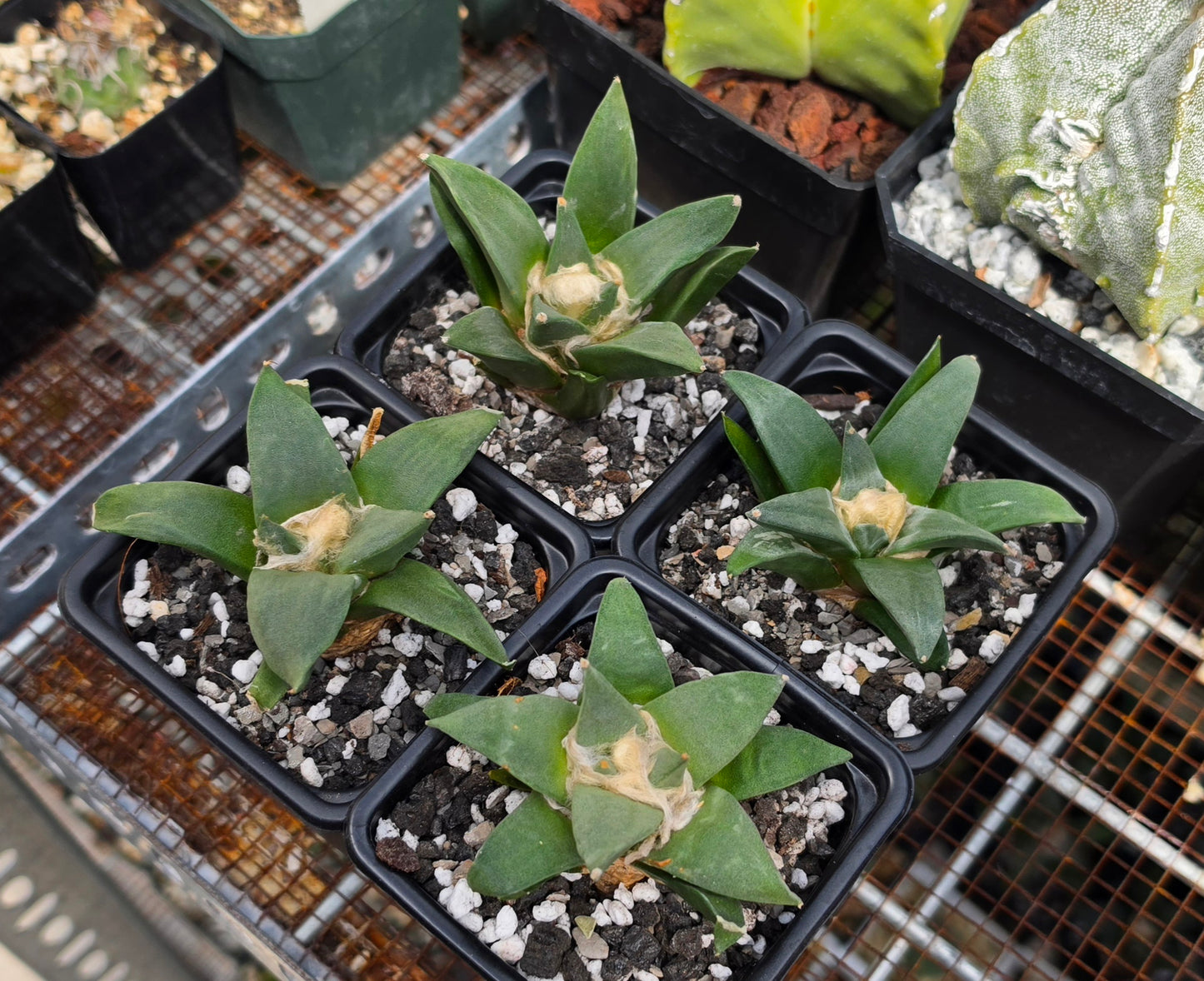 Ariocarpus retususus | Live Plant