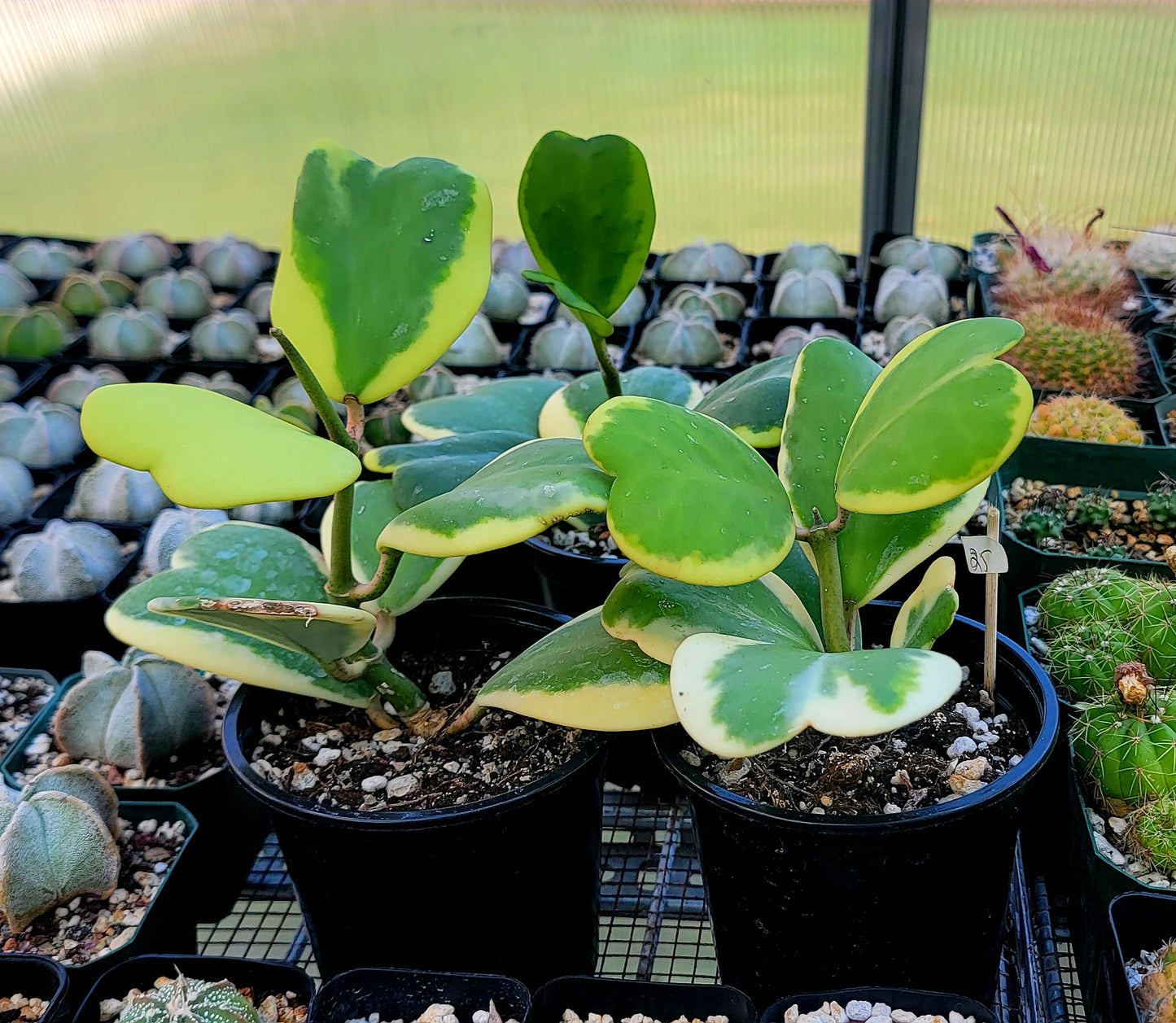 Hoya Kerrii Variegata | Live plant