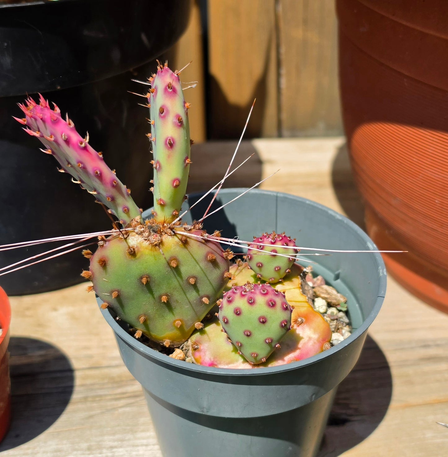 Opuntia Santa Rita (Live plant)