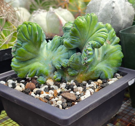 Myrtillocactus geometrizans cristata | Live Plant