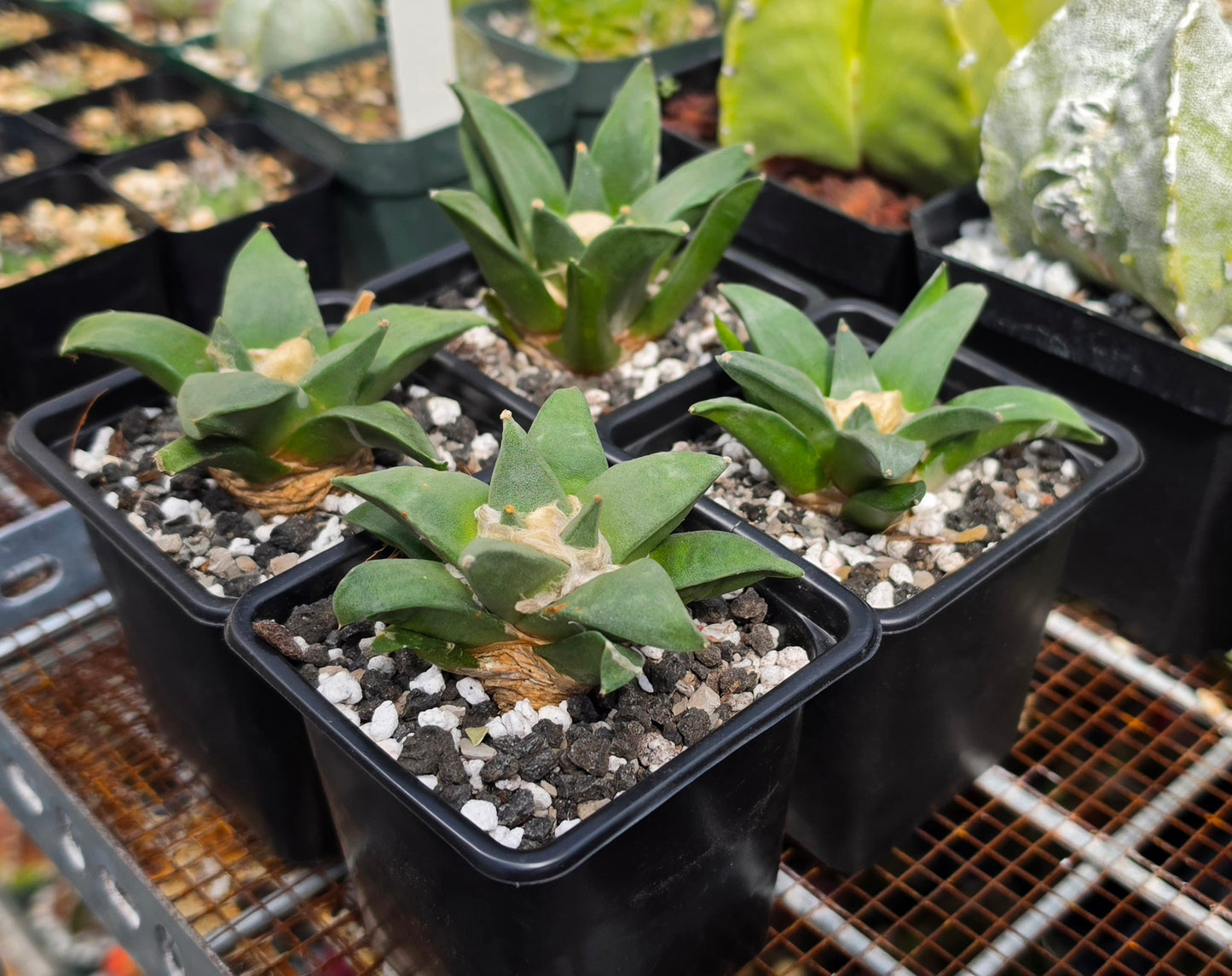 Ariocarpus retususus | Live Plant