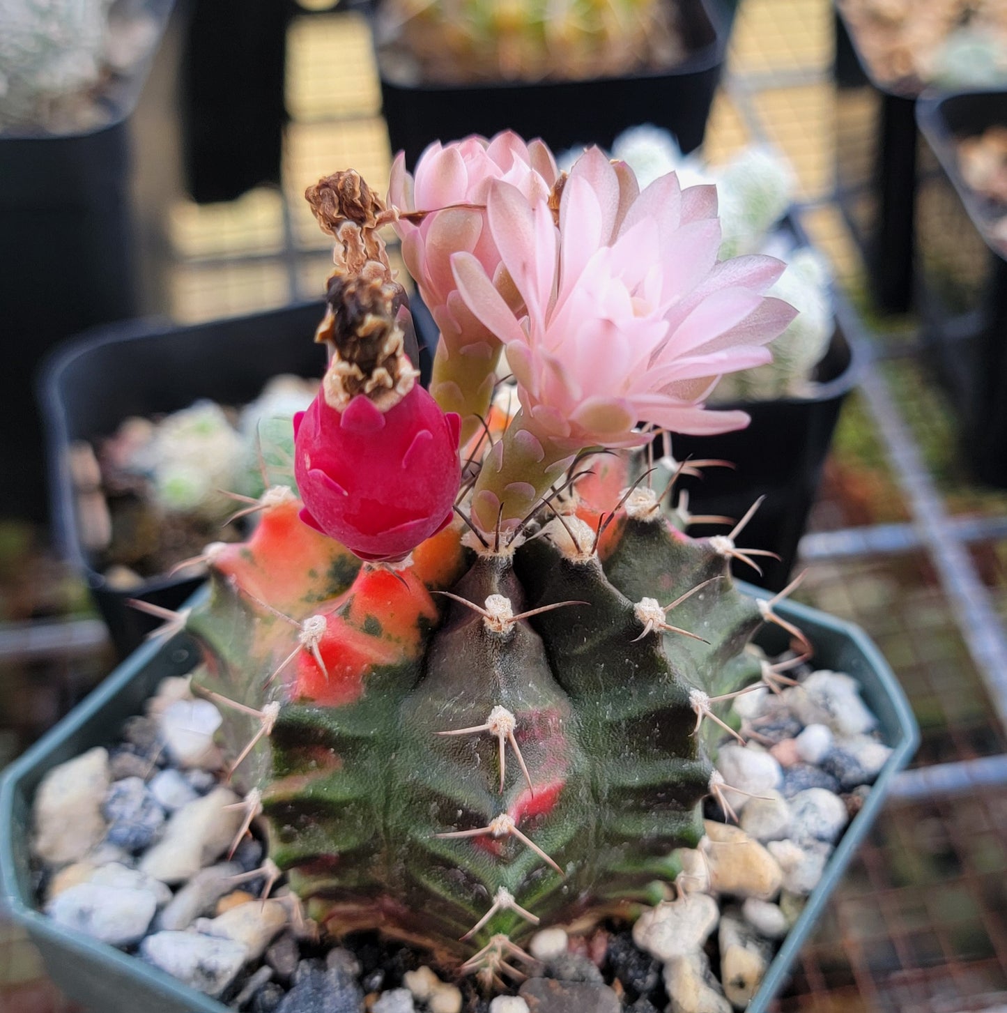 Gymnocalycium Mihanovichii variegata