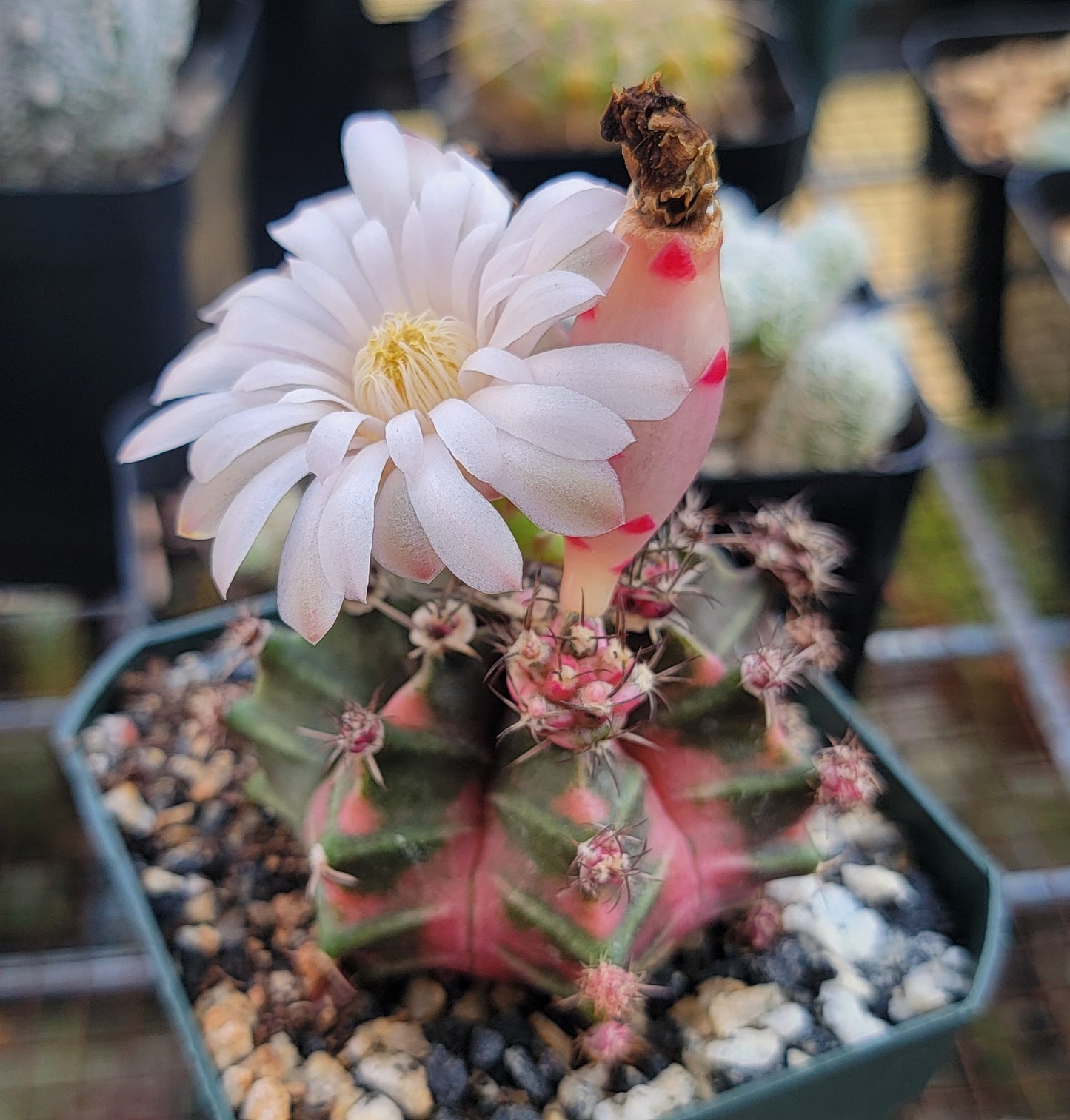 Gymnocalycium mihanovichii variegata (15 seeds) – Planetcactus