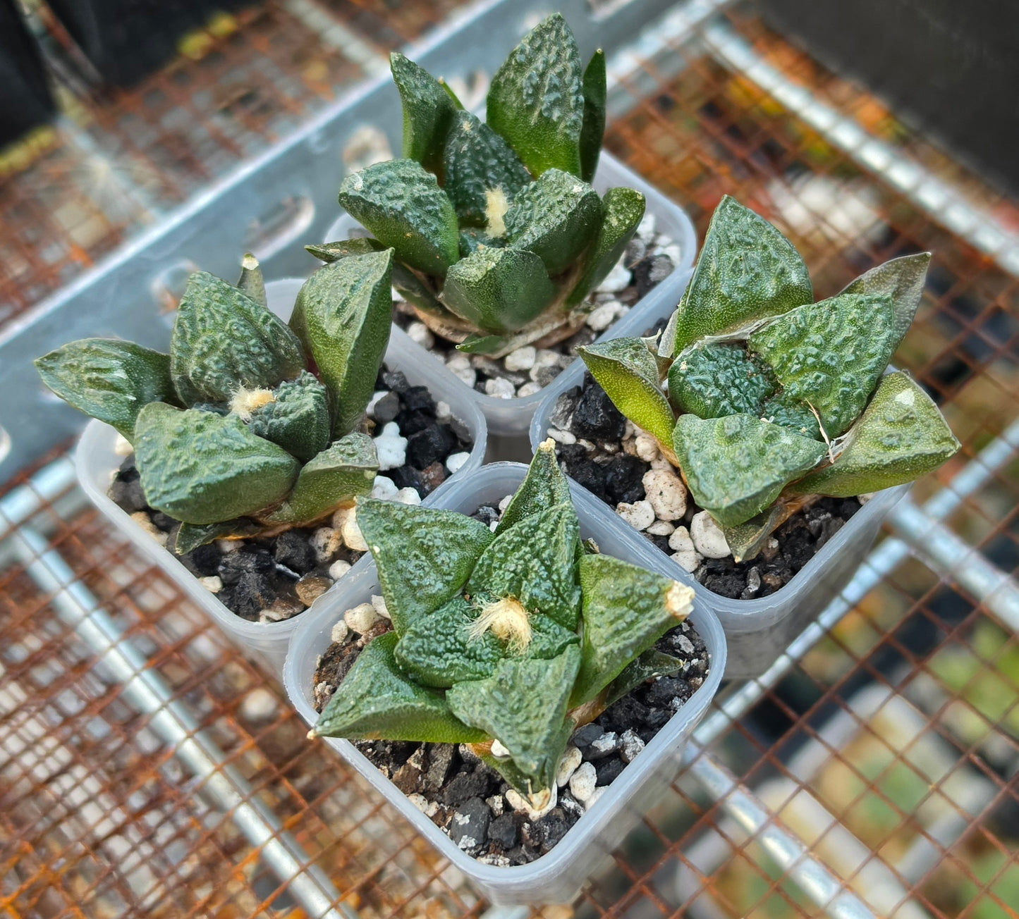 Ariocarpus fissuratus var. hintonii | Live Plant
