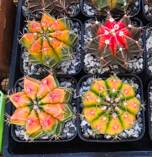 Gymnocalycium Mihanovichii variegata