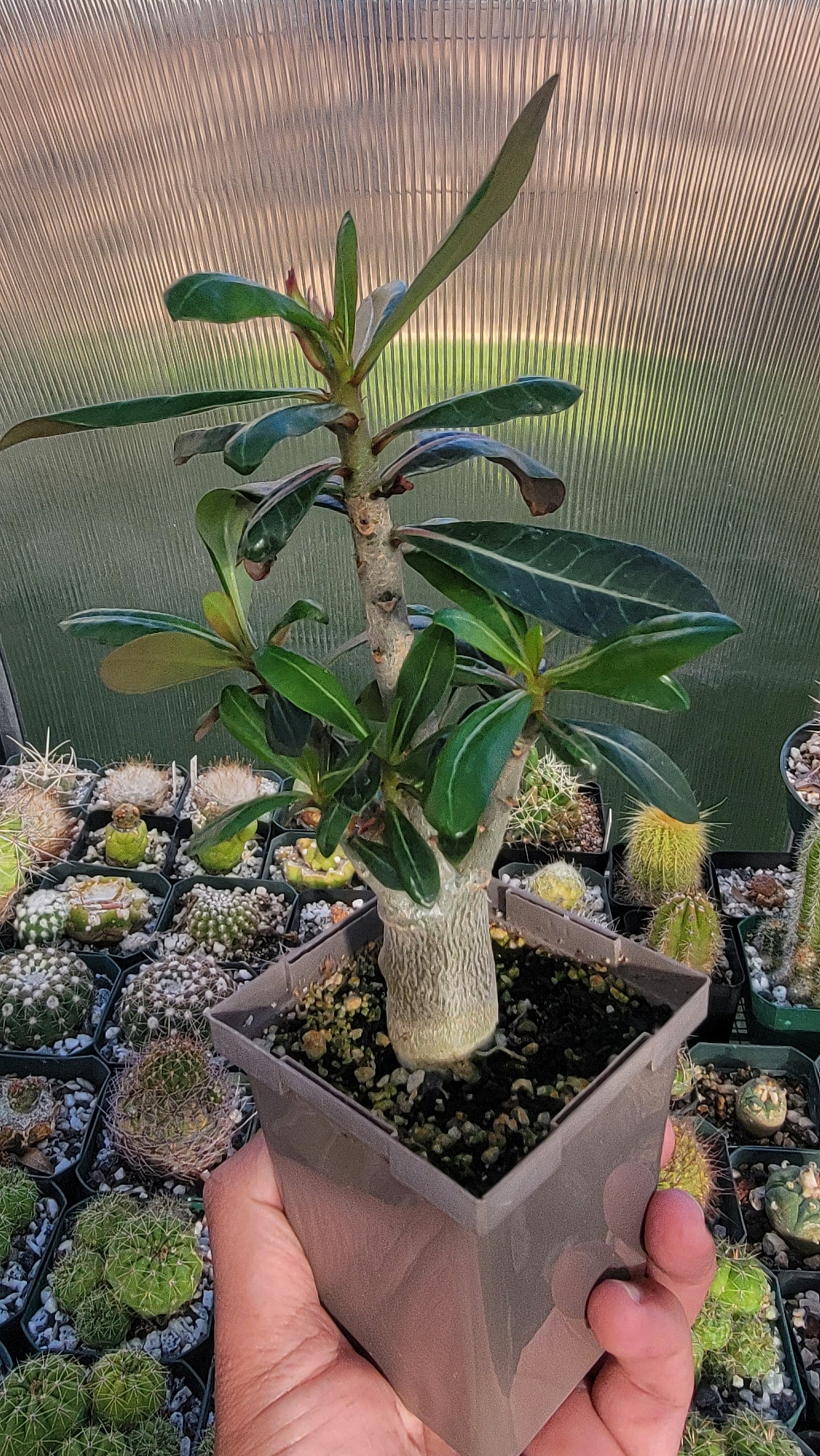 Adenium obesum | Desert rose (Live Plant)