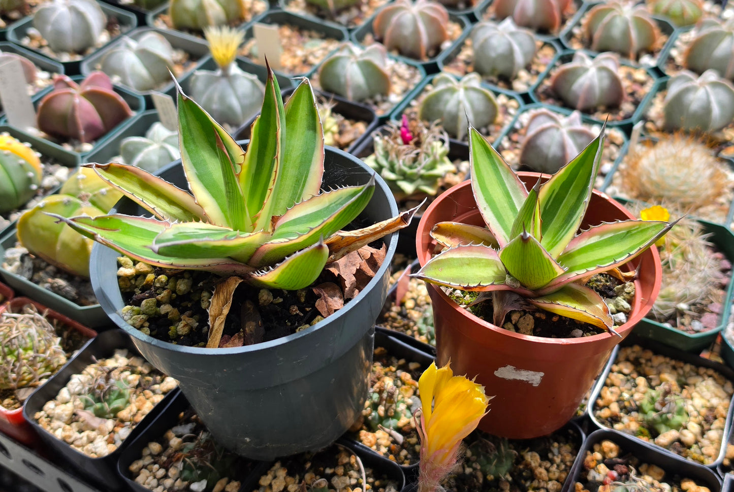 Agave lophantha quadricolor | Large