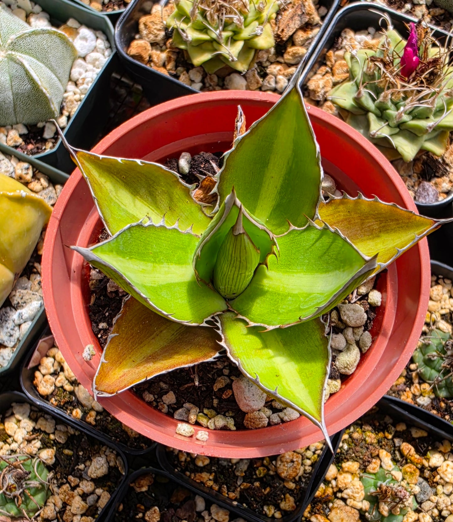 Agave lophantha 'Splendida' (Center Stripe Agave)