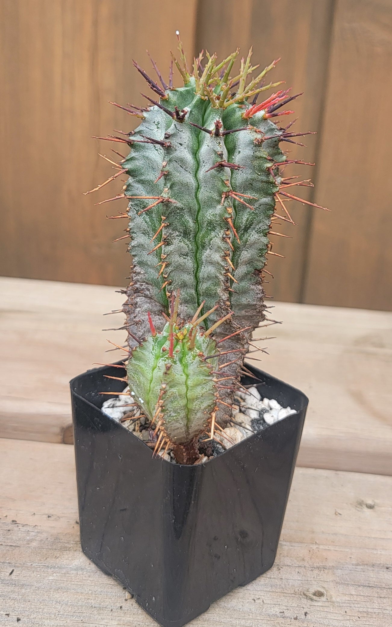 Euphorbia horrida