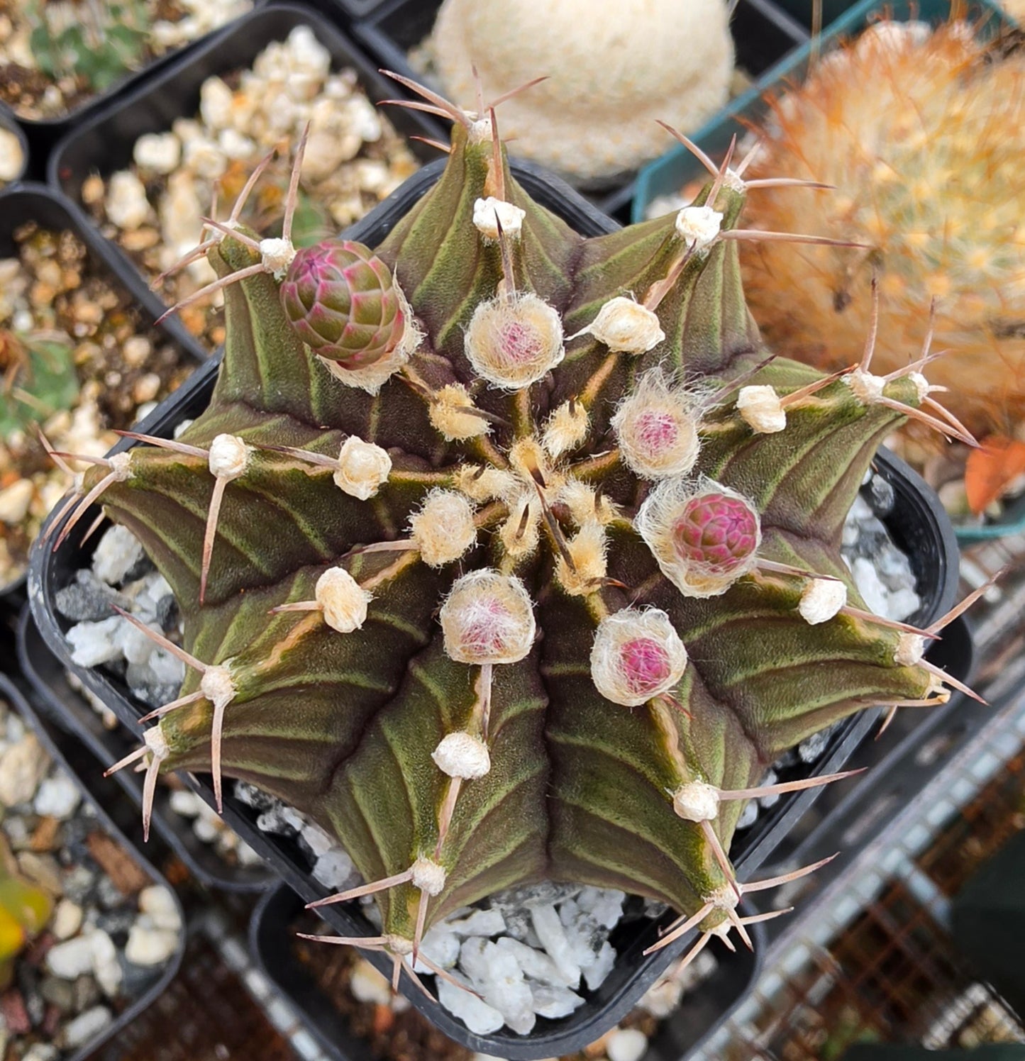 Gymnocalycium friedrichii