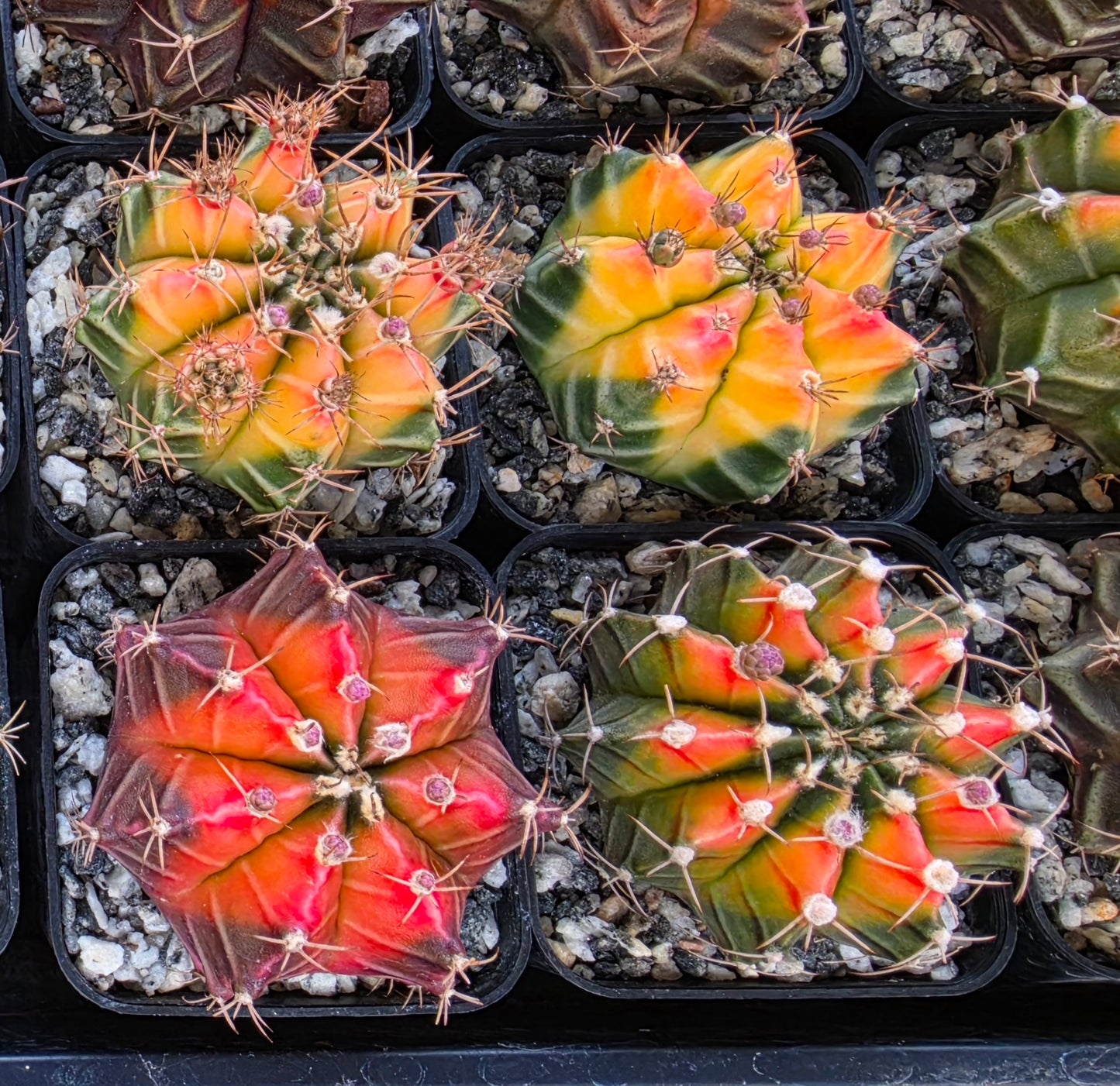 Gymnocalycium Mihanovichii variegata