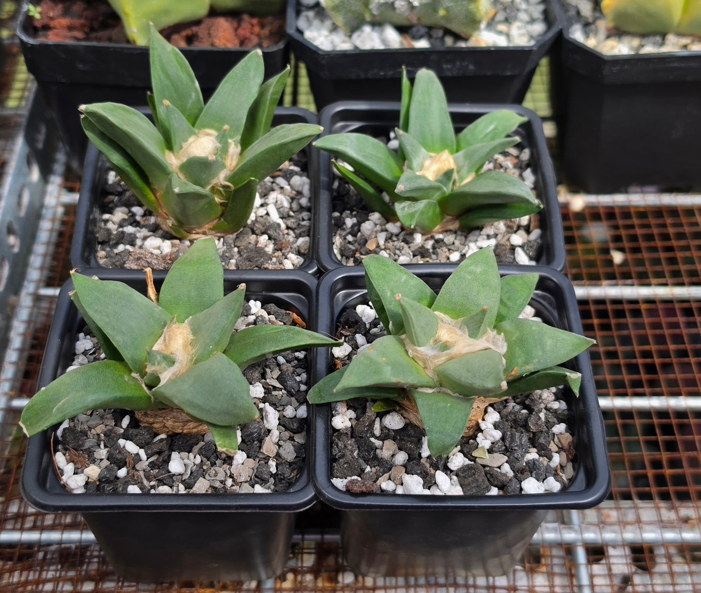 Ariocarpus retususus | Live Plant